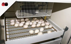 huevos incubadora
