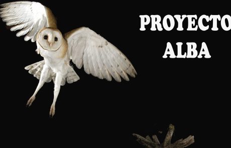 Proyecto Alba para el cuidado y recuperación de Búhos en nuestro centro Brinzal