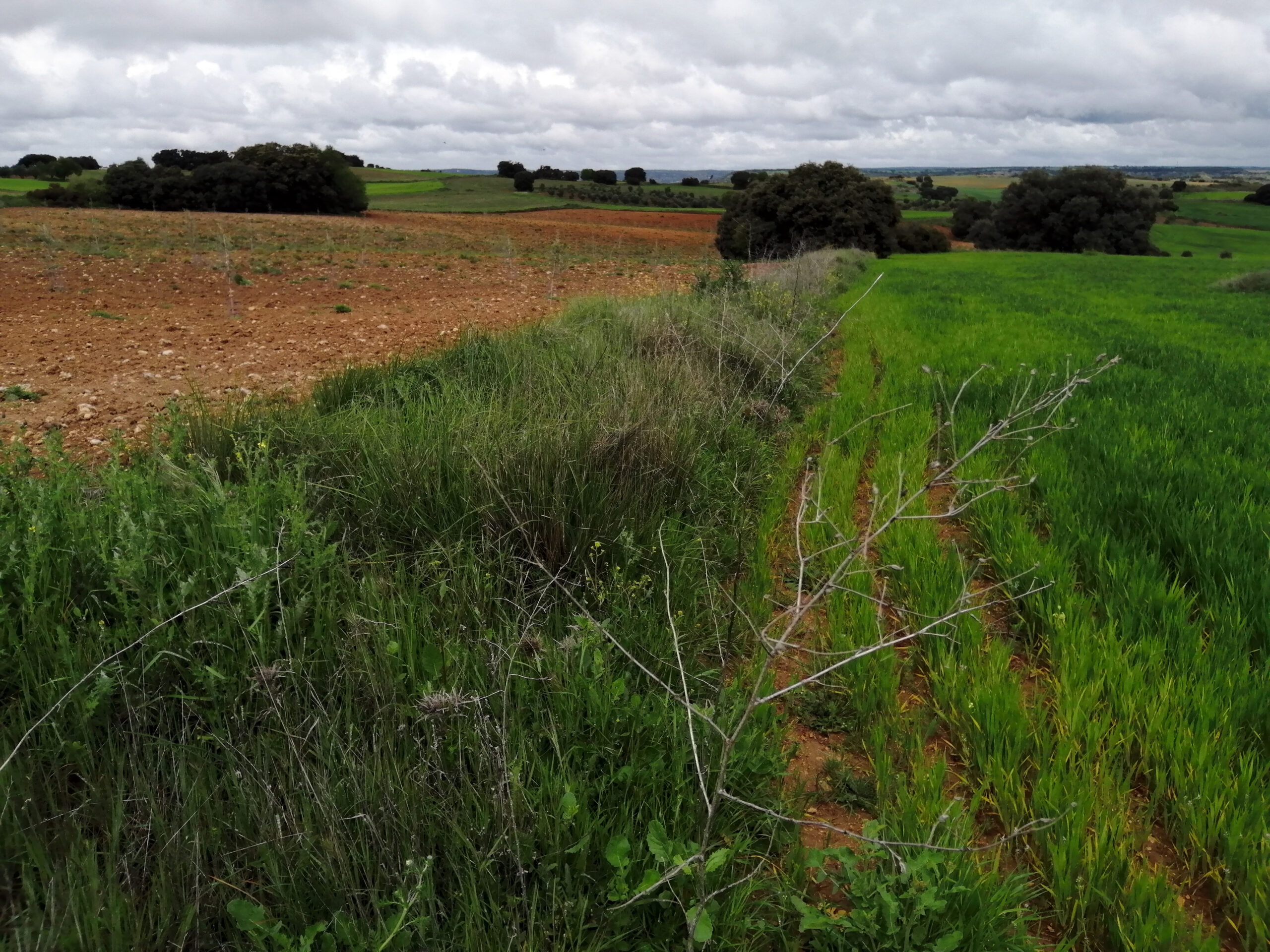 Imagen Conservación de rapaces nocturnas ligadas a medios agrarios 2