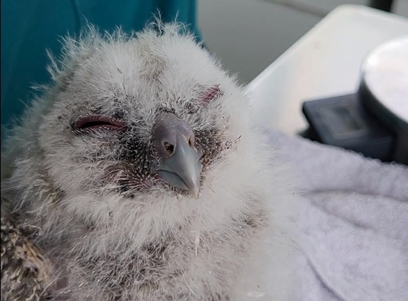 Imagen Los primeros pollos de cárabo