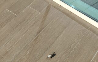 Imagen choques contra ventanas 1