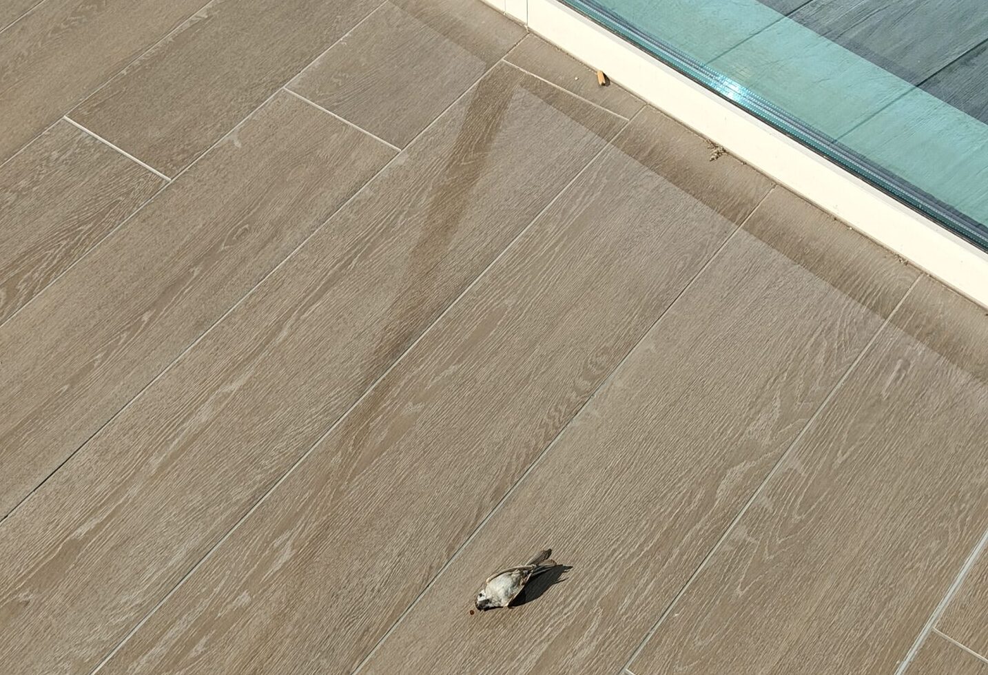 Imagen choques contra ventanas 1