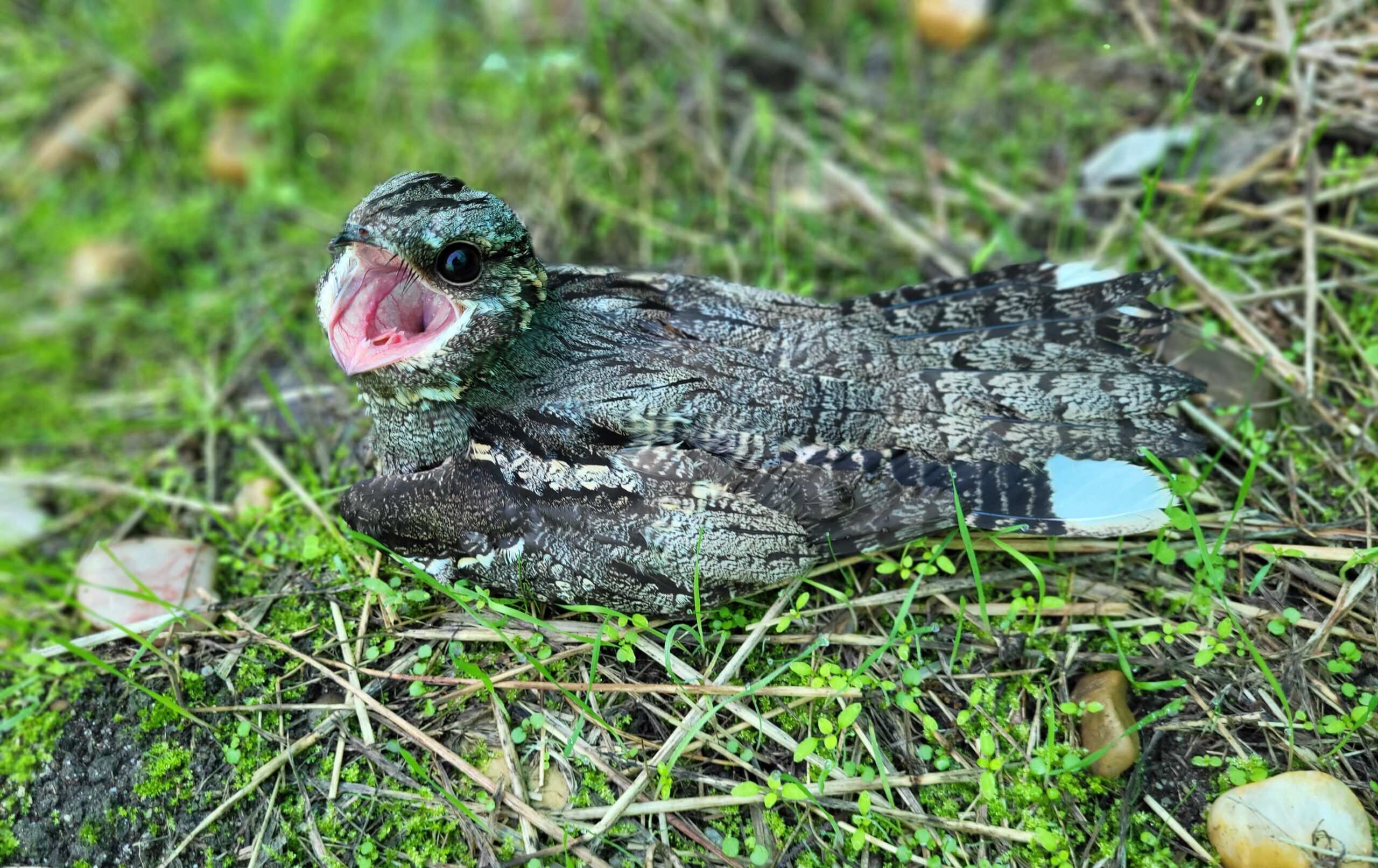 Imagen Chotacabras europeo (Caprimulgus europaeus)
