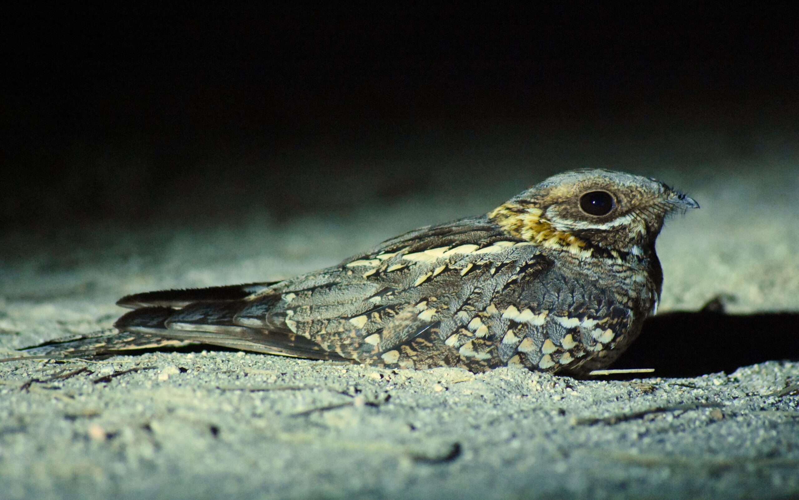 Chotacabras europeo (Caprimulgus europaeus)