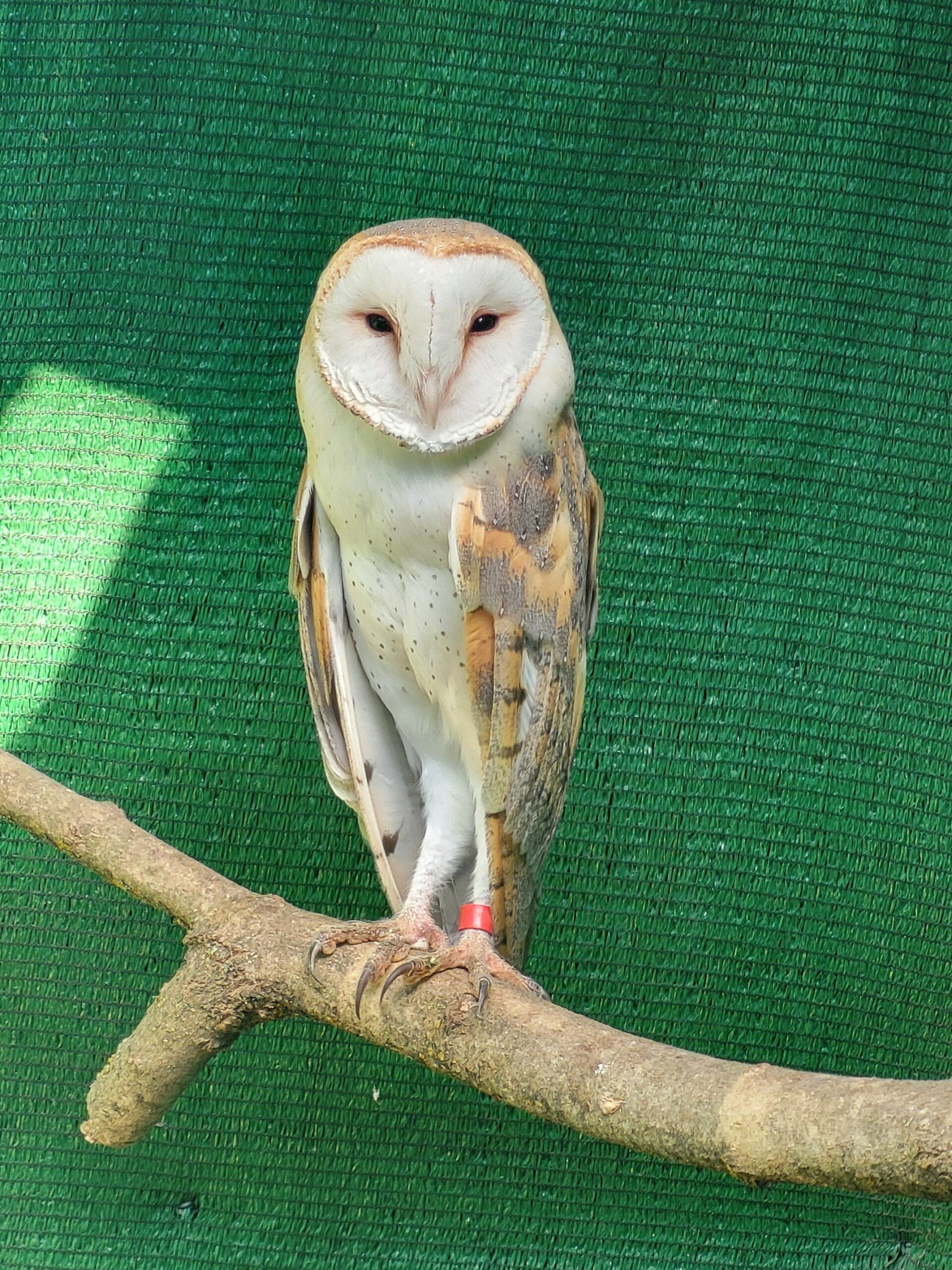 I(magen Censos de nocturnas