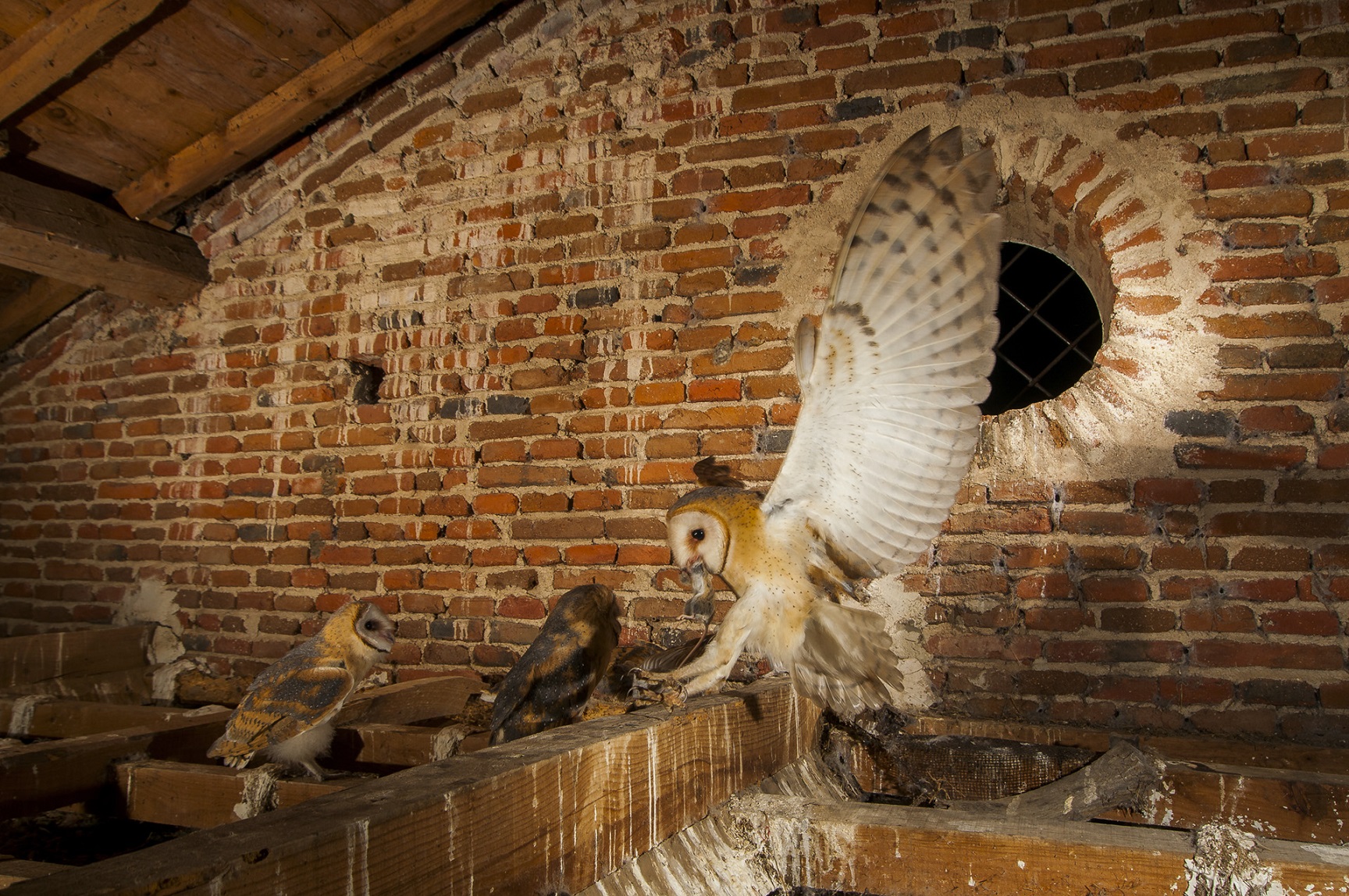 Imagen Brinzal cumple 40 años 4