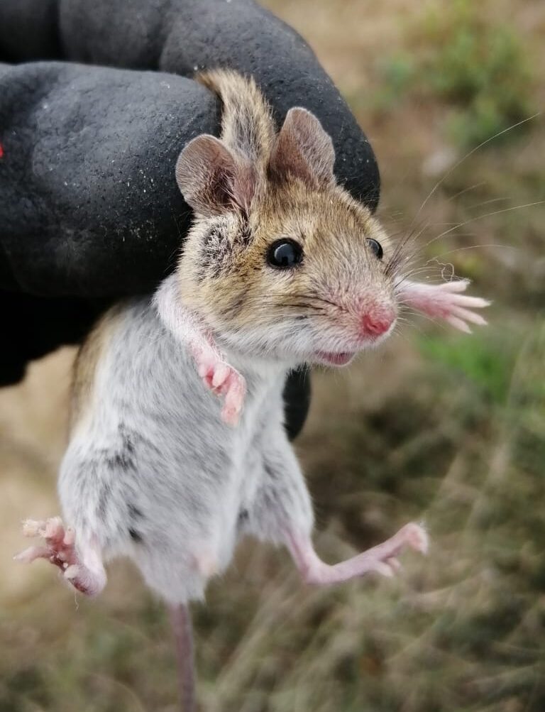 Imagen Día Internacional del no uso de plaguicidas 1