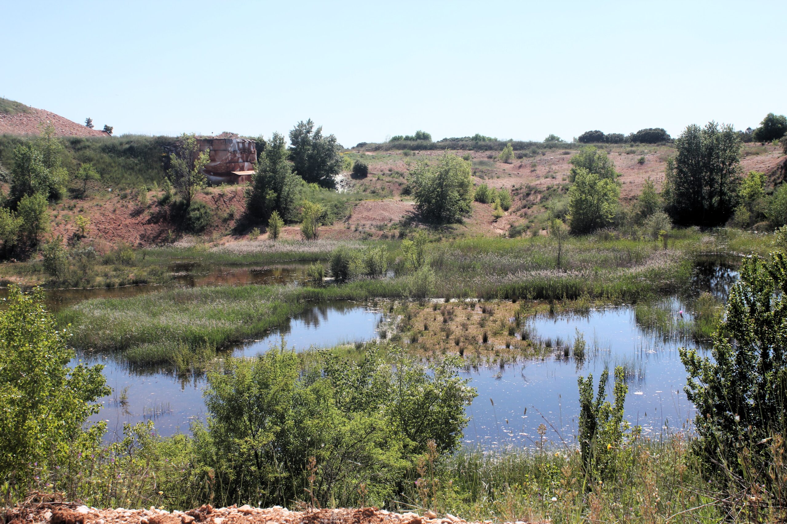 Imagen Ovejas en La Chanta 1