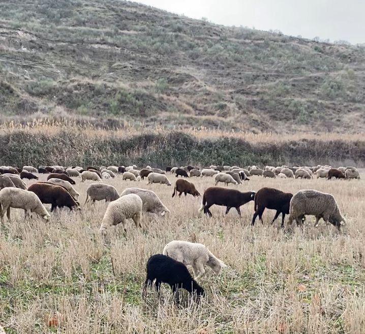 Imagen 2026 Año Internacional del Pastoreo 2
