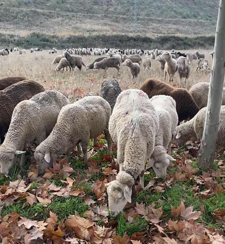 Imagen 2026 Año Internacional del Pastoreo 1