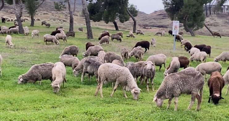 Imagen 2026 Año Internacional del Pastoreo
