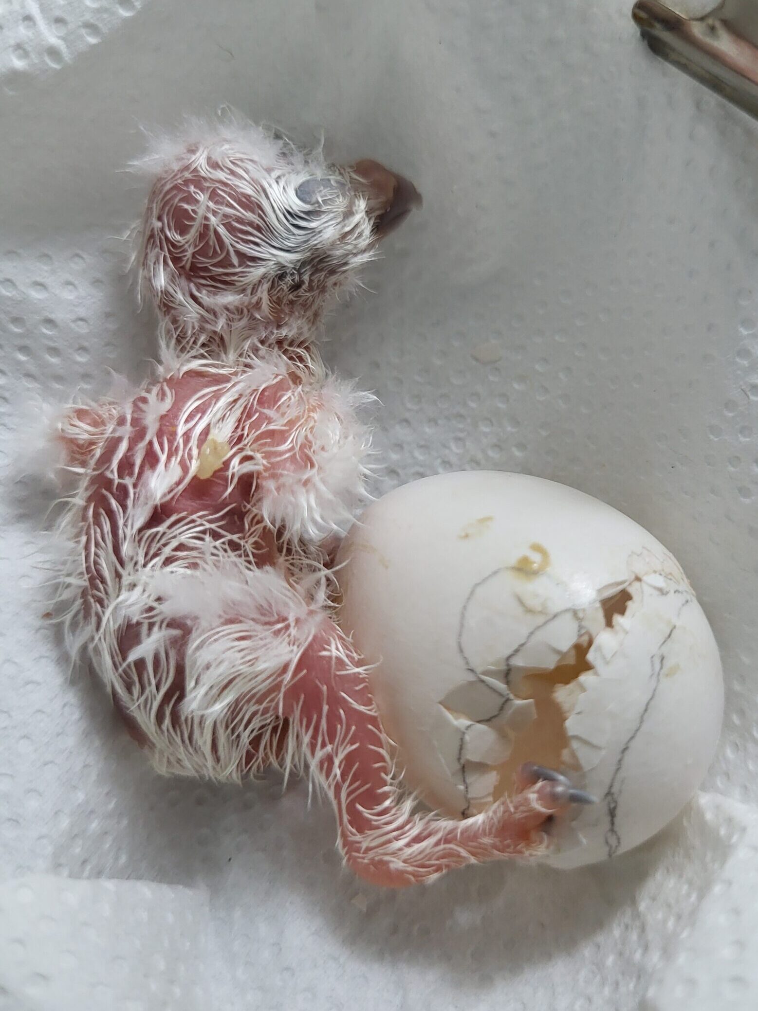 Imagen Primer hacking de lechuza común de 2026 2