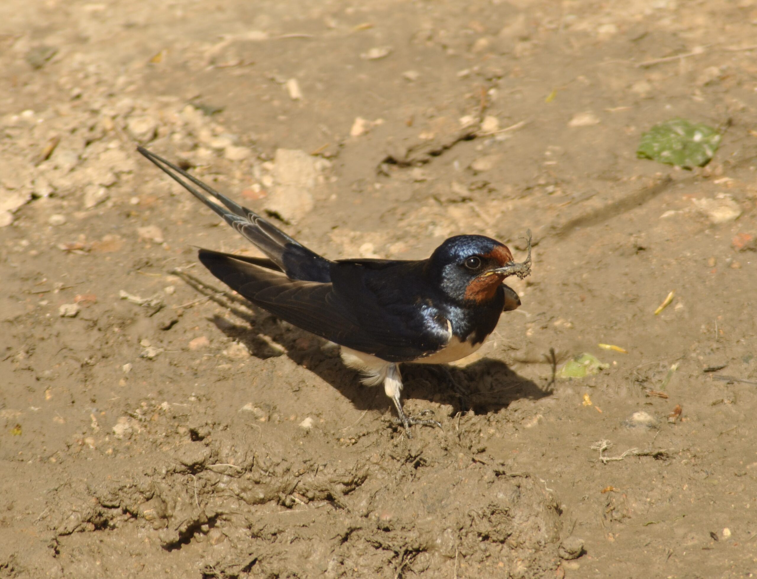 Imagen Llegada de vencejos y golondrinas 4