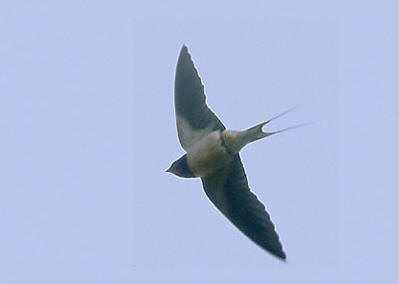 Imagen Llegada de vencejos y golondrinas 3