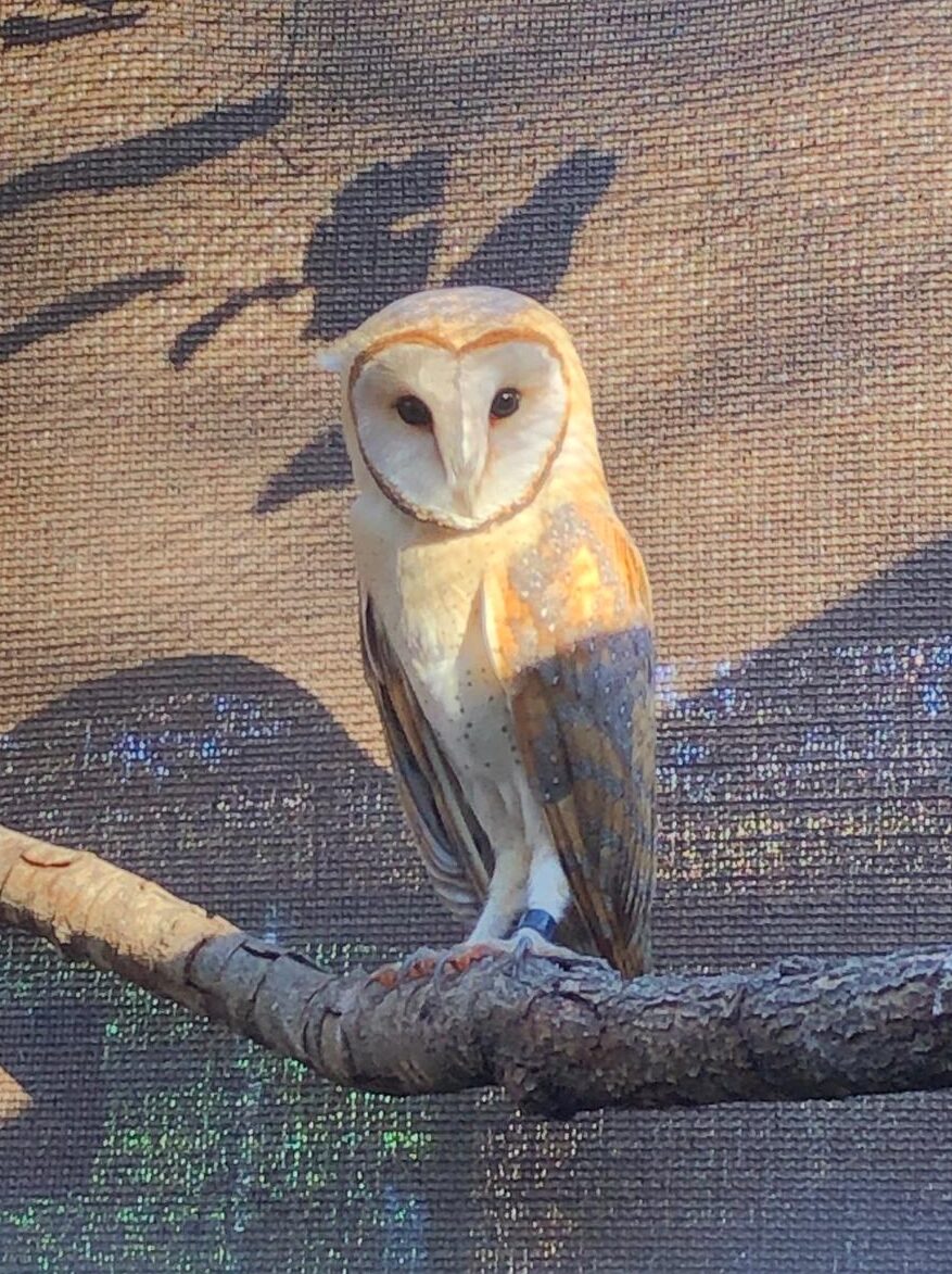 Imagen Primer hacking de lechuza común de 2026 1