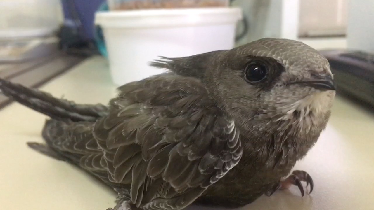 Imagen Llegada de vencejos y golondrinas 2