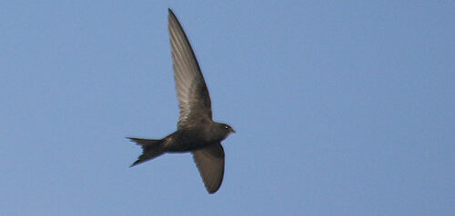 Imagen Llegada de vencejos y golondrinas 1
