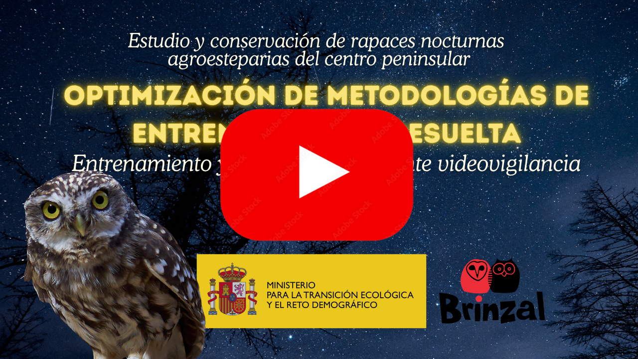 Imagen Videovigilancia aplicada a la rehabilitación de rapaces nocturnas parte 2