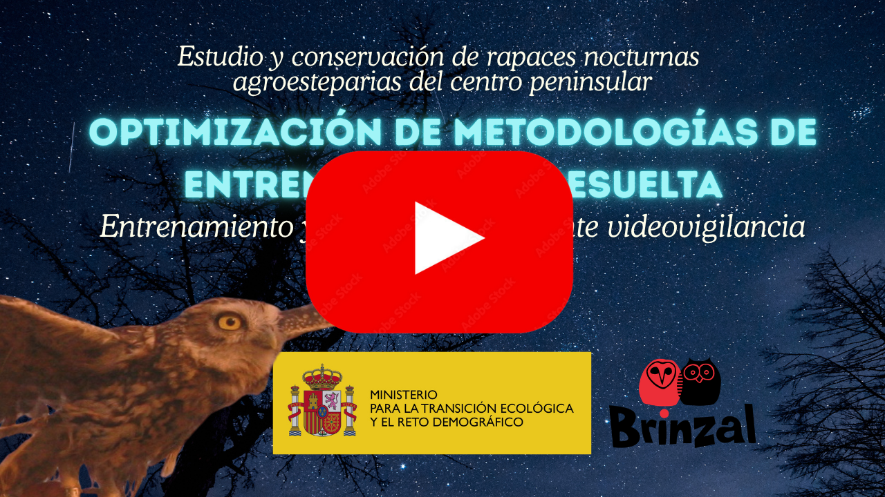Imagen Videovigilancia aplicada a la rehabilitación de rapaces nocturnas parte 3
