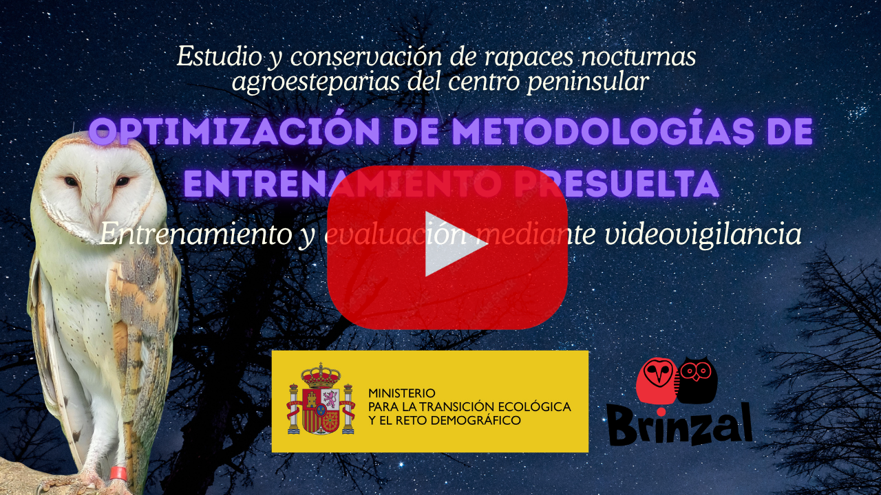 Imagen Videovigilancia aplicada a la rehabilitación de rapaces nocturnas 1