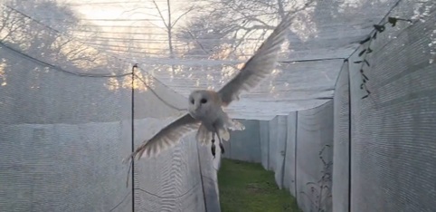 Imagen Videovigilancia aplicada a la rehabilitación de rapaces nocturnas