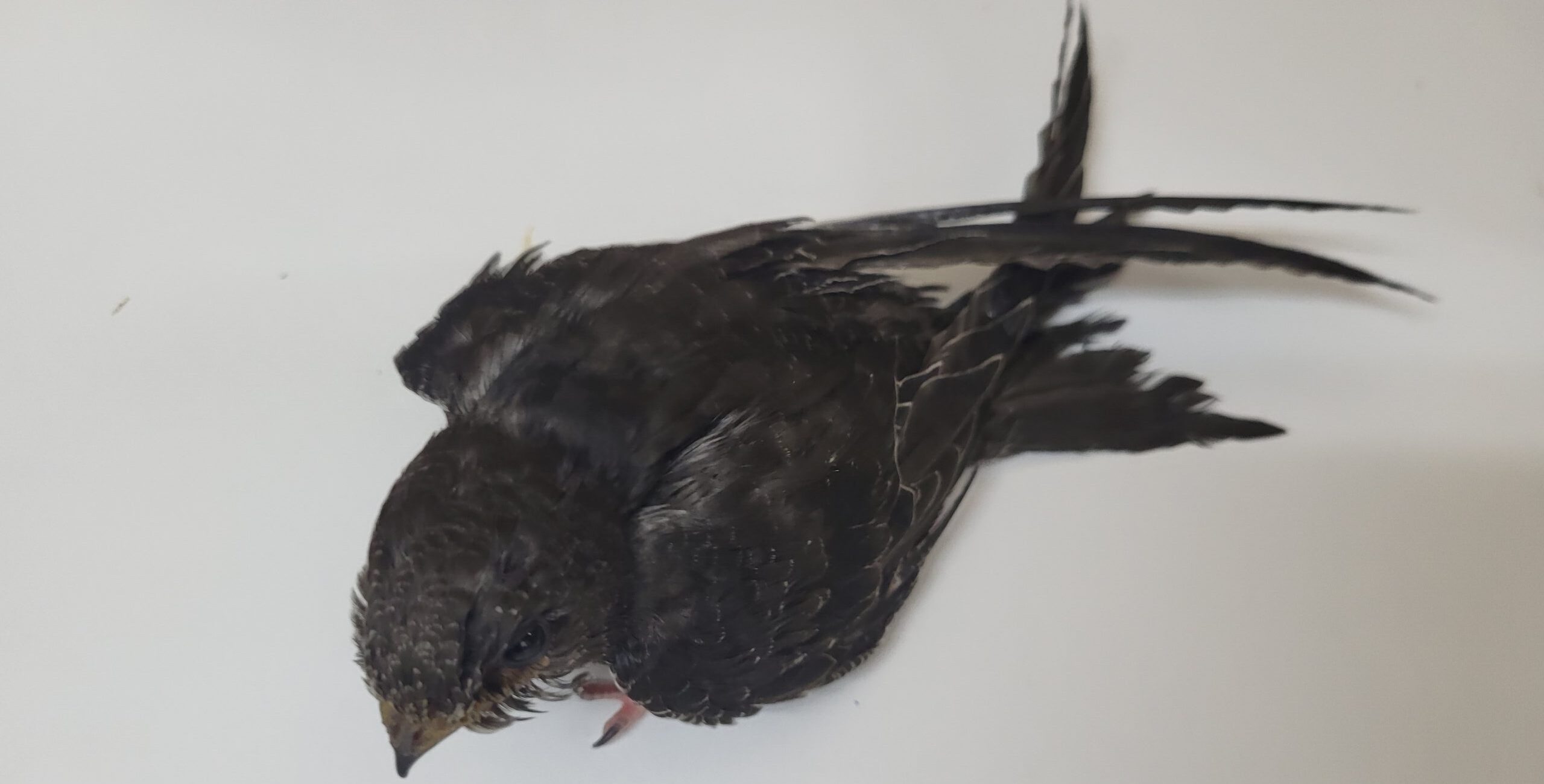 Imagen 6 razones para no cuidar fauna silvestre en casa 1